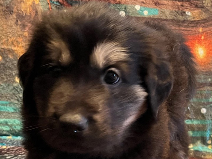 chinook puppy